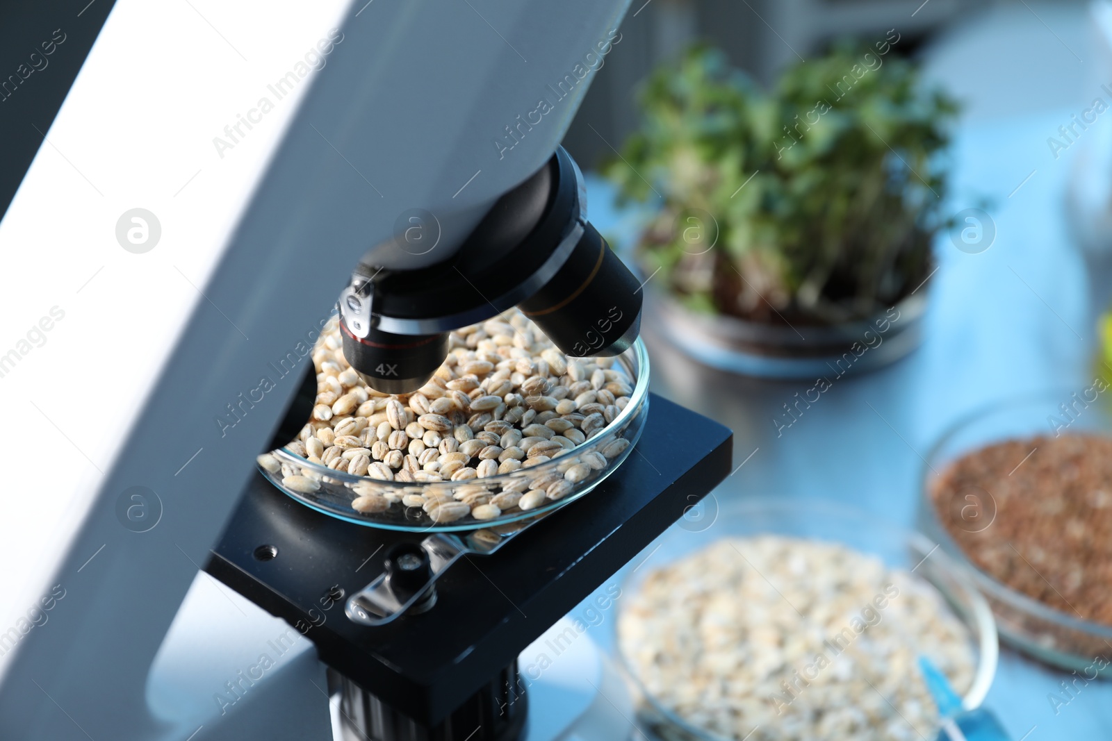 Photo of GMO concept. Petri dish with wheat grains under microscope on table in laboratory, closeup