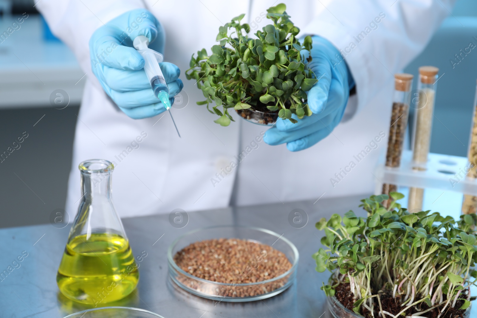 Photo of GMO concept. Scientist injecting liquid into microgreens at table in laboratory, closeup