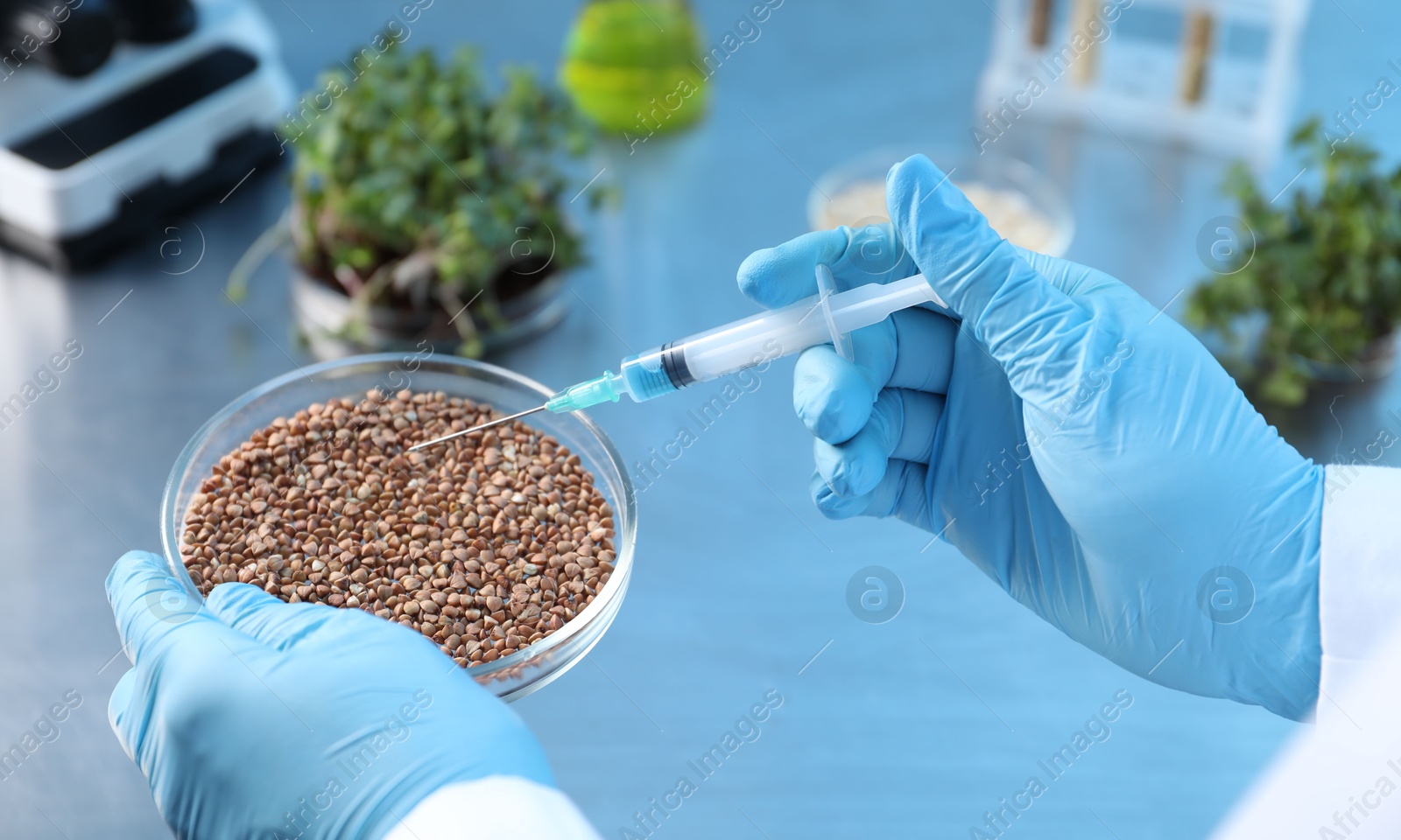 Photo of GMO concept. Scientist injecting liquid into buckwheat grains at table in laboratory, closeup