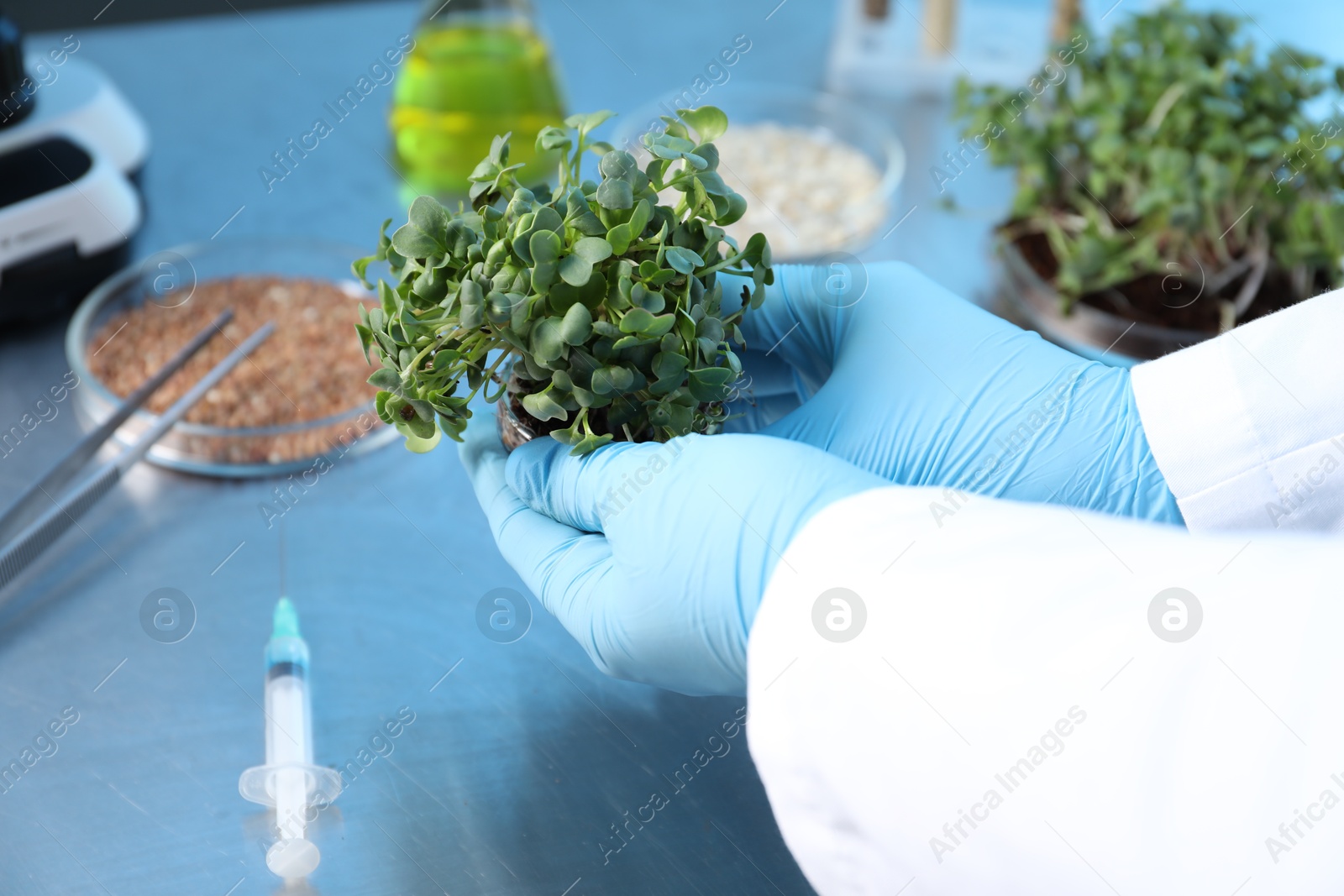 Photo of GMO concept. Scientist holding microgreens at table in laboratory, closeup