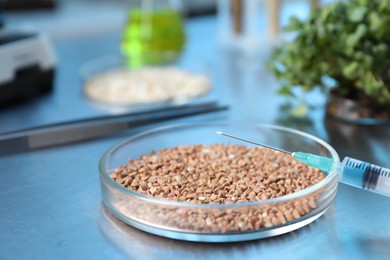 Photo of GMO concept. Buckwheat grains in petri dish, microgreens, syringe and other equipment on table in laboratory, closeup