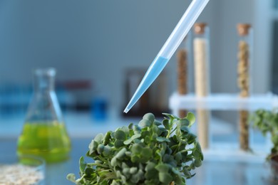 Photo of GMO concept. Injecting liquid into microgreens at table in laboratory, closeup