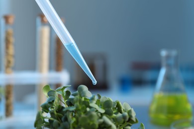 Photo of GMO concept. Injecting liquid into microgreens at table in laboratory, closeup