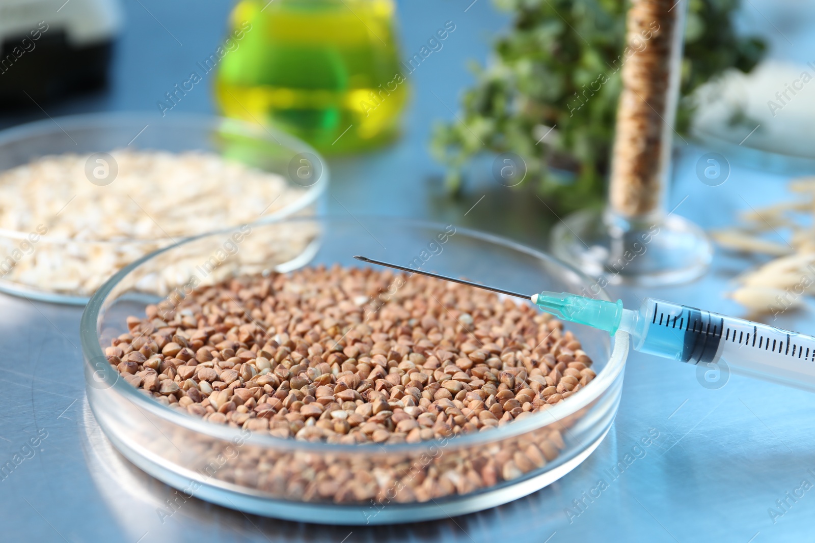 Photo of GMO concept. Different raw grains in petri dishes, microgreens, syringe and other equipment on table in laboratory, closeup