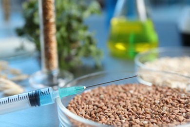 Photo of GMO concept. Different raw grains in petri dishes, microgreens, syringe and other equipment on table in laboratory, closeup