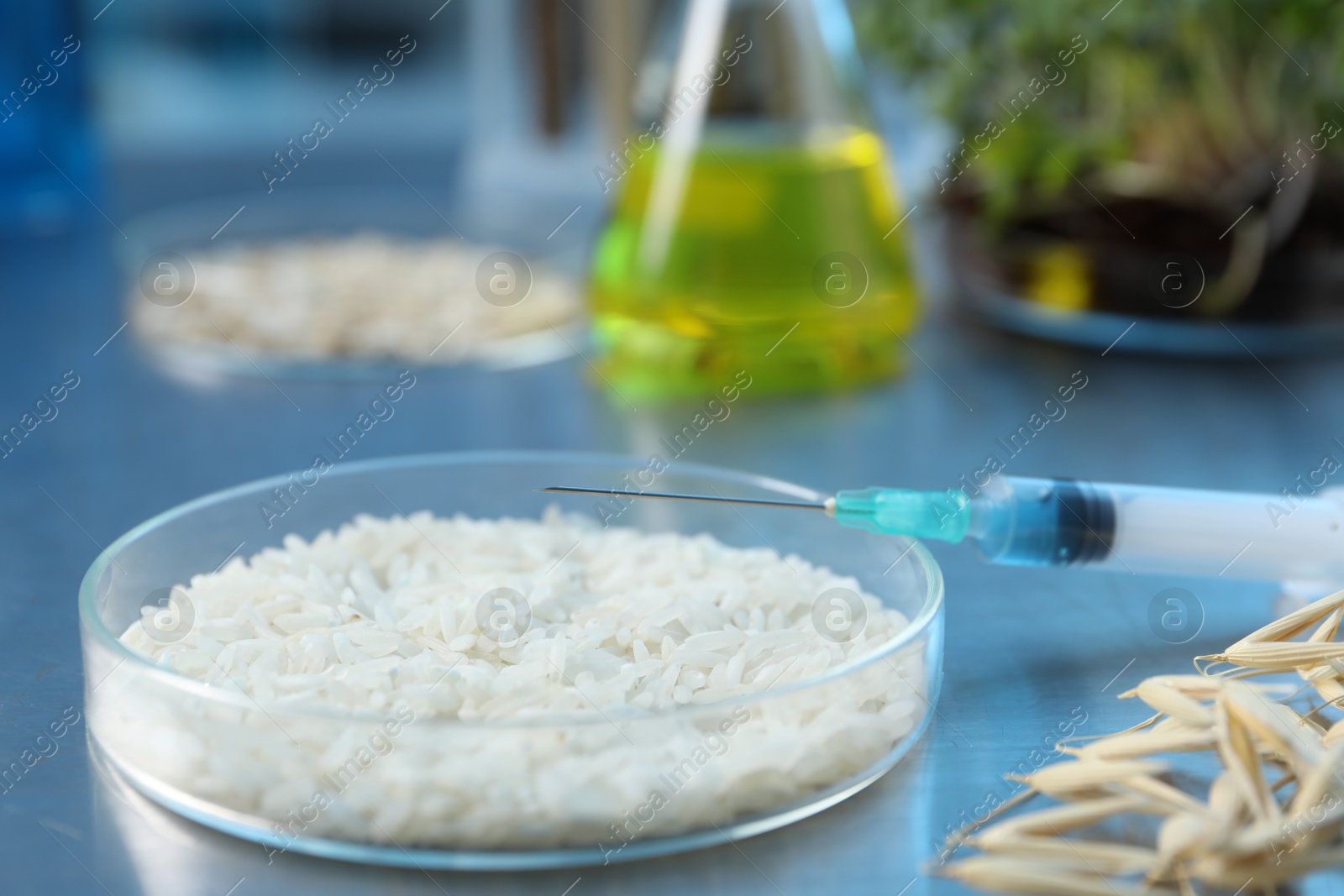 Photo of GMO concept. Different raw grains in Petri dishes, microgreens, syringe and other equipment on table in laboratory, closeup