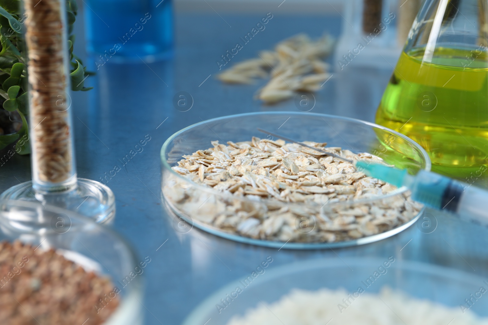 Photo of GMO concept. Different raw grains in petri dishes, syringe and other equipment on table in laboratory, closeup