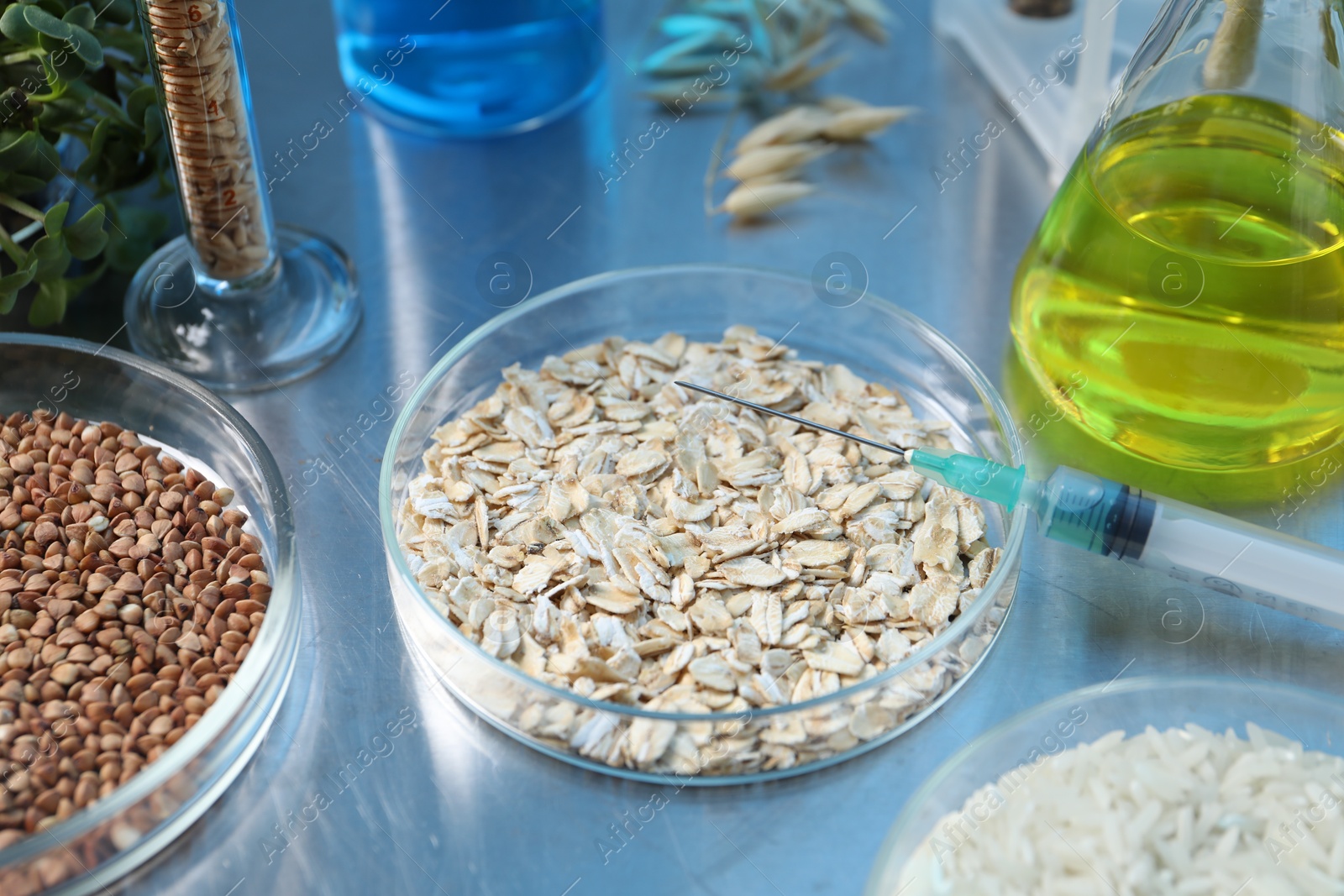 Photo of GMO concept. Different raw grains in Petri dishes, microgreens, syringe and other equipment on table in laboratory, closeup