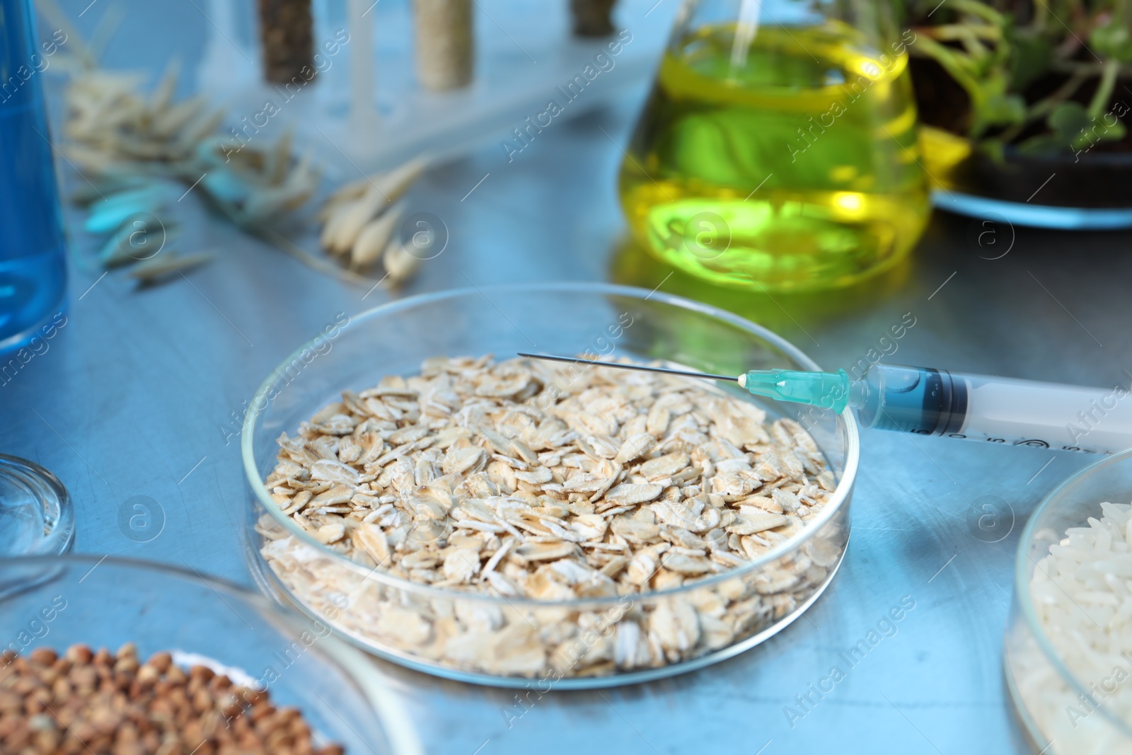 Photo of GMO concept. Different raw grains in Petri dishes, microgreens, syringe and other equipment on table in laboratory, closeup