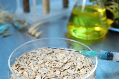 Photo of GMO concept. Oats in Petri dishes, syringe and other equipment on table in laboratory, closeup