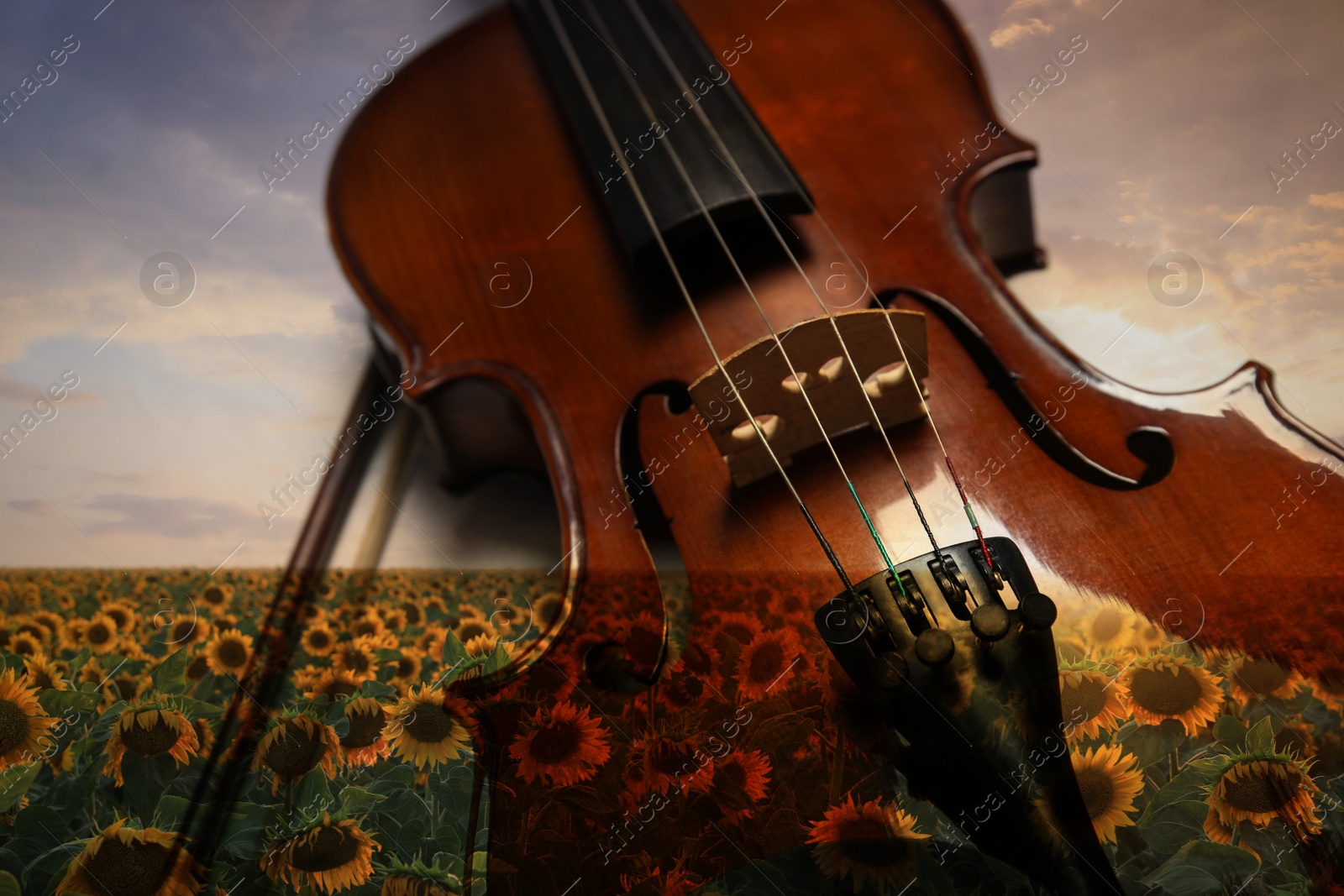 Image of Violin and beautiful sunflower field at sunrise, double exposure. Inspiring or relaxing power of music