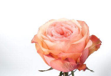 Photo of Beautiful fresh rose flower on white background