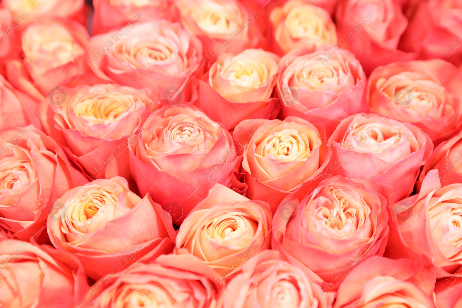 Photo of Beautiful fresh bright roses as background, closeup. Floral decor