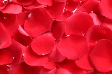 Photo of Fresh red rose petals as background, closeup