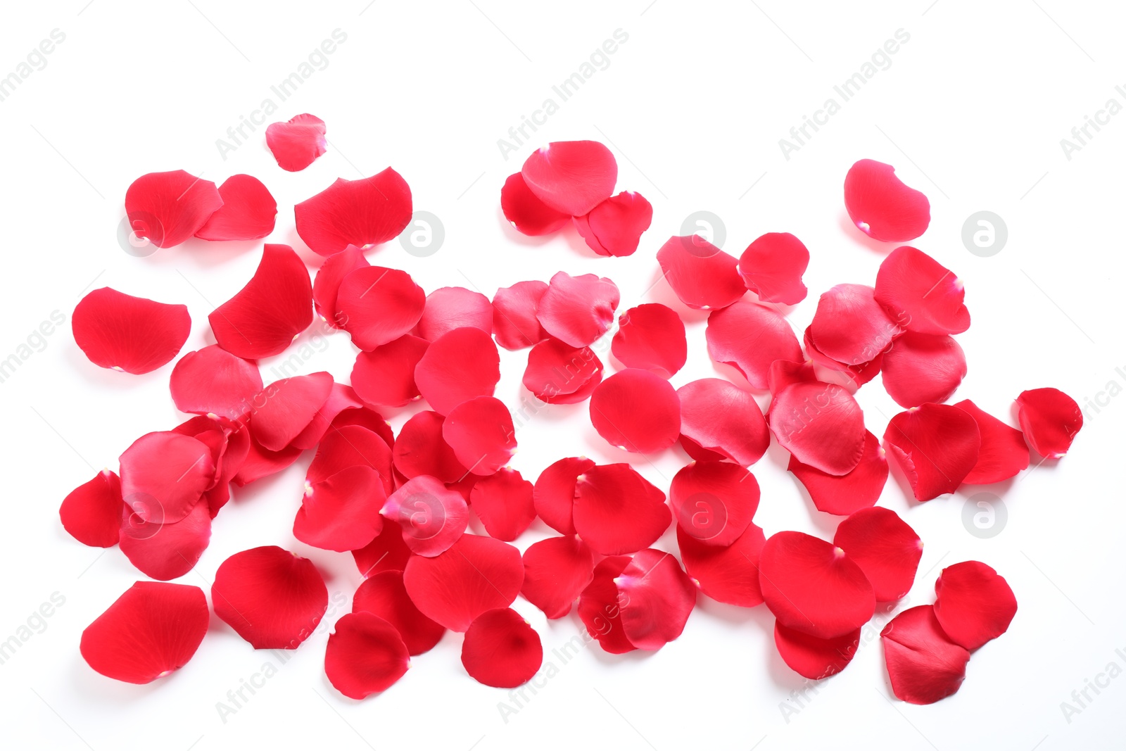 Photo of Fresh red rose petals on white background, top view