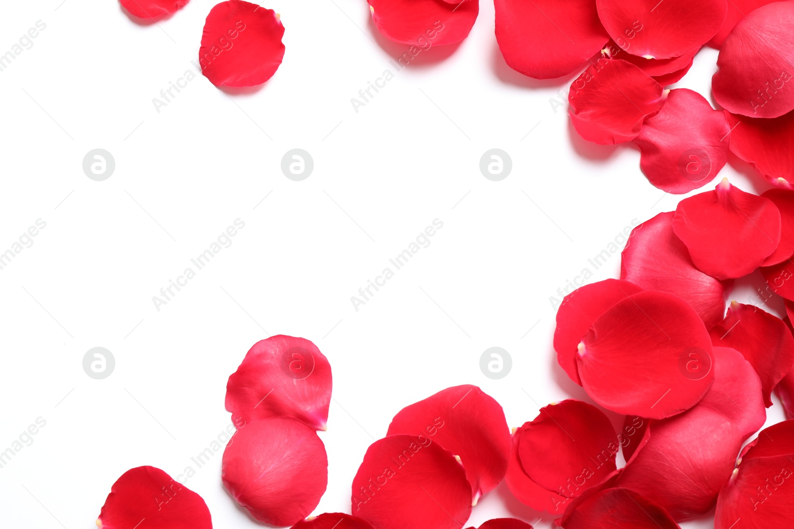 Photo of Fresh red rose petals on white background, top view