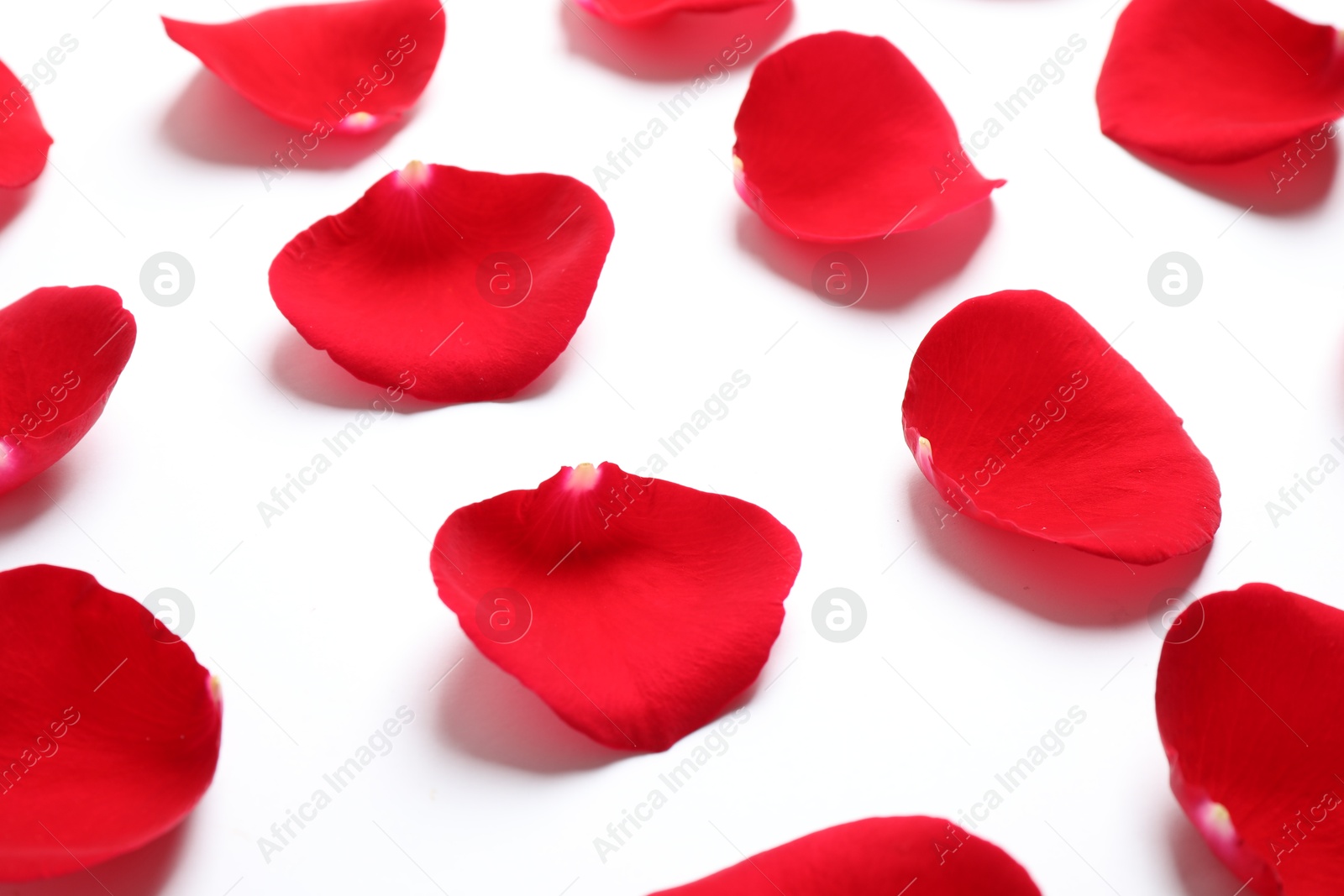 Photo of Fresh red rose petals on white background