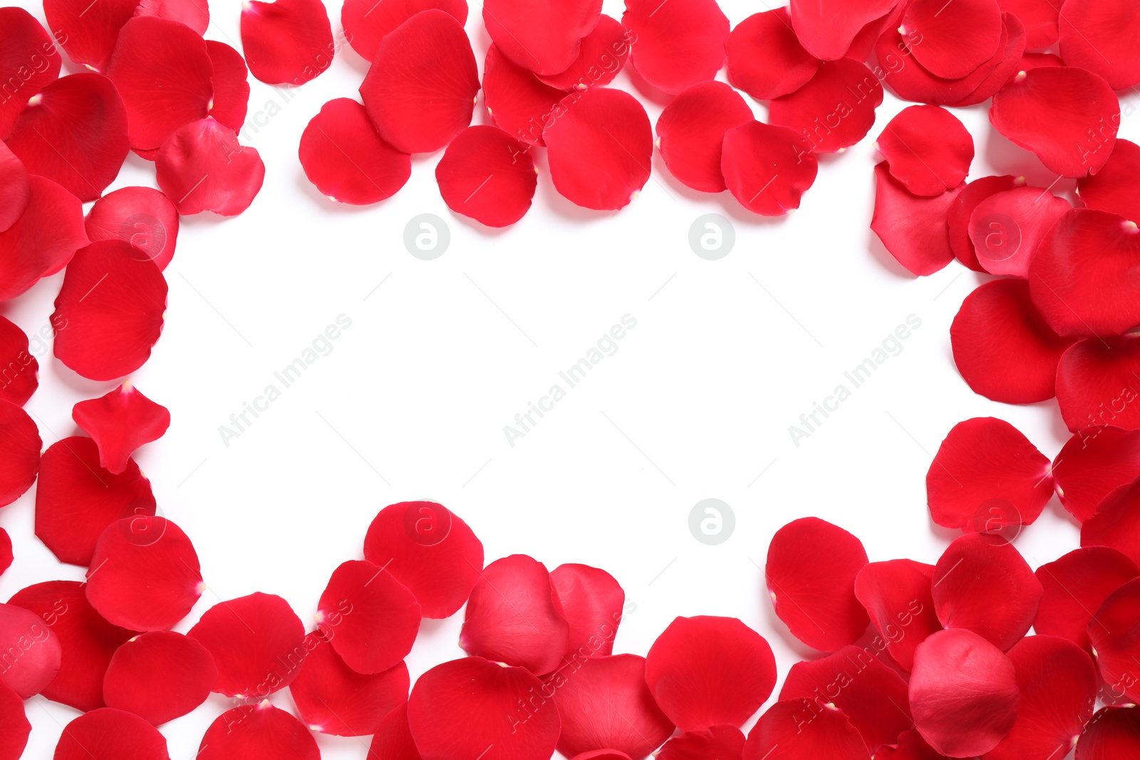 Photo of Frame made of red rose petals on white background, top view