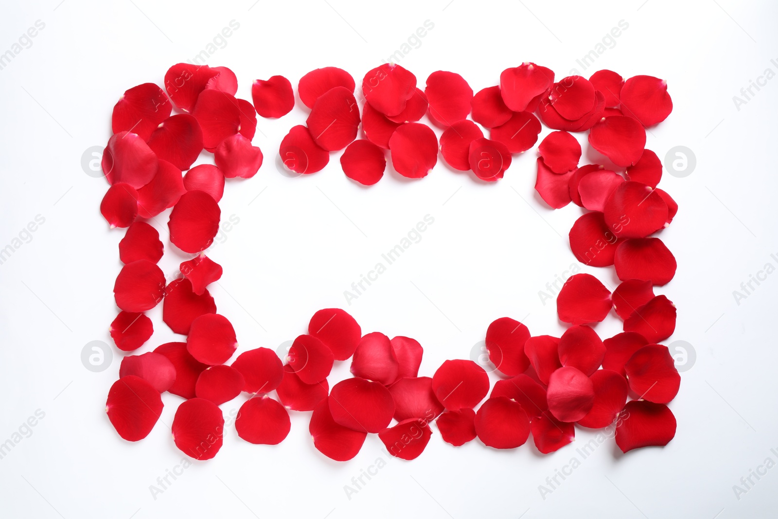 Photo of Frame made of red rose petals on white background, top view