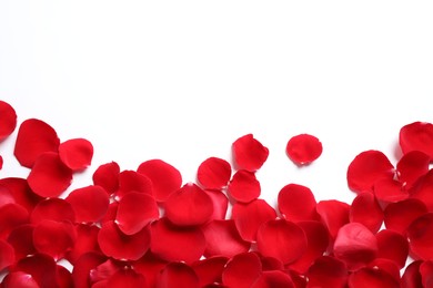 Photo of Fresh red rose petals on white background, top view