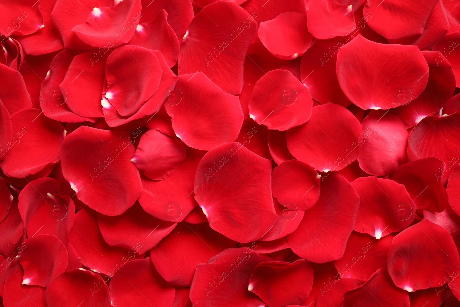 Photo of Fresh red rose petals as background, top view