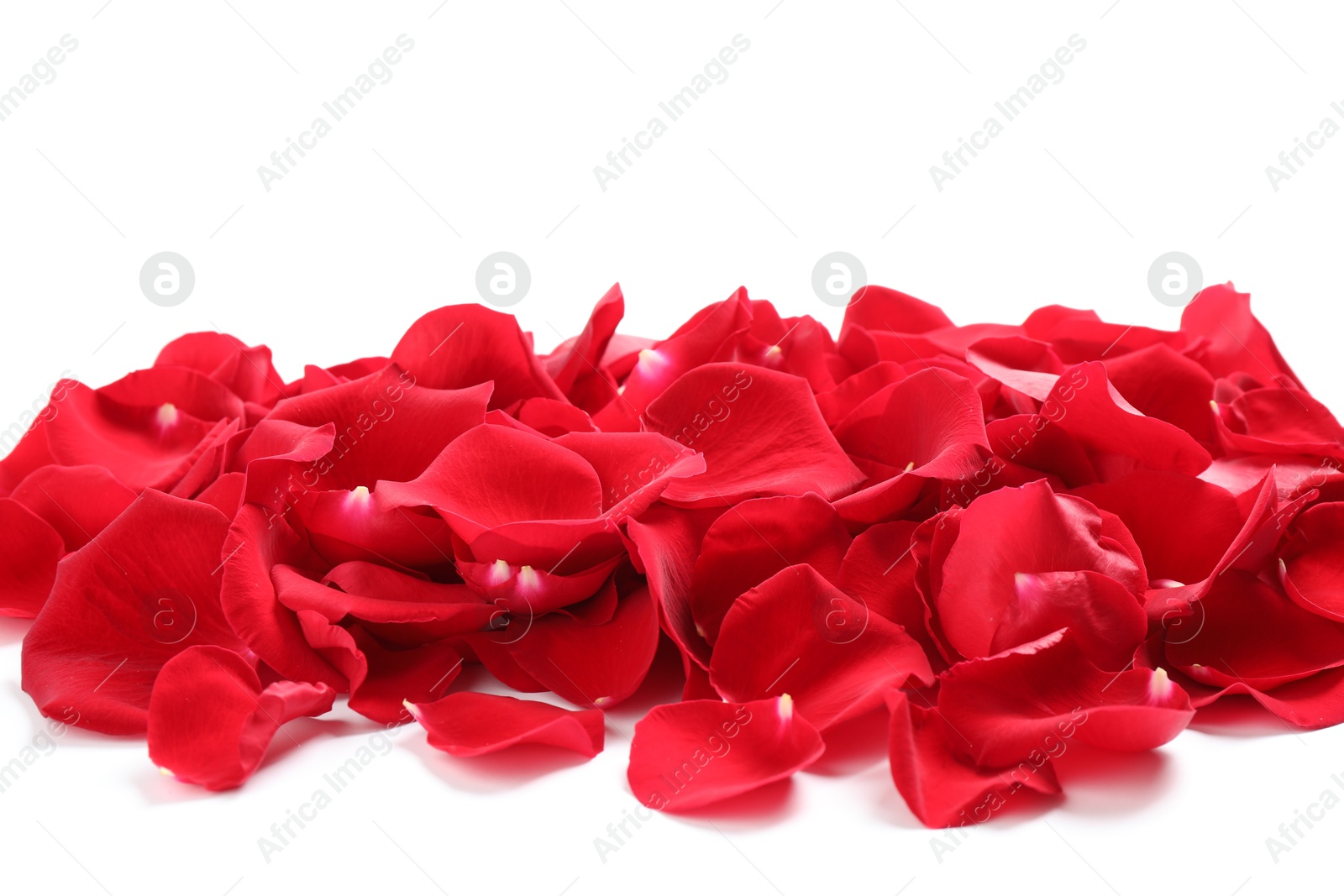 Photo of Pile of red rose petals on white background