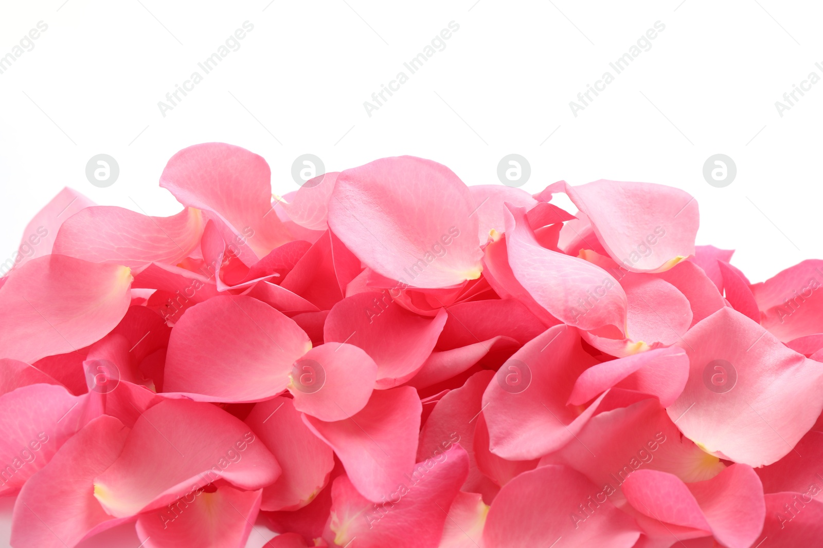 Photo of Pile of fresh pink rose petals on white background, top view