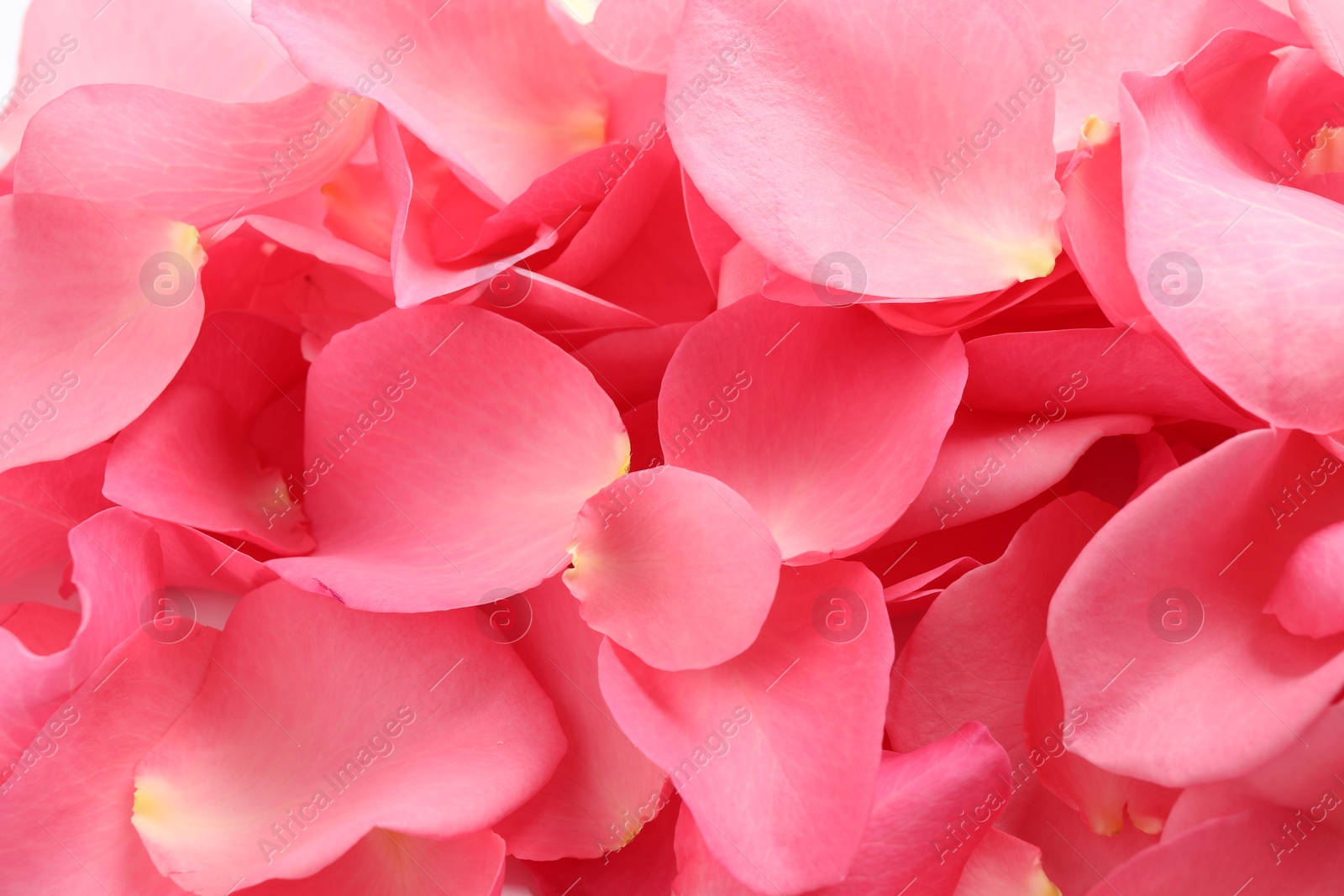 Photo of Fresh pink rose petals as background, closeup