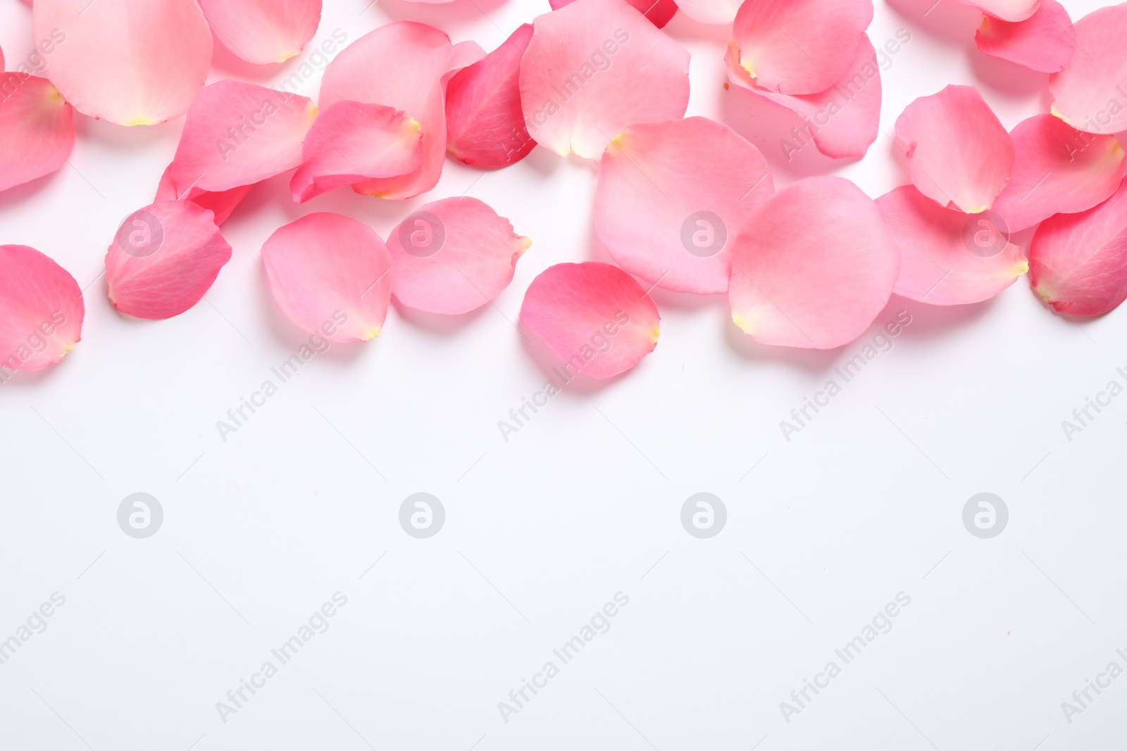 Photo of Fresh pink rose petals on white background, top view