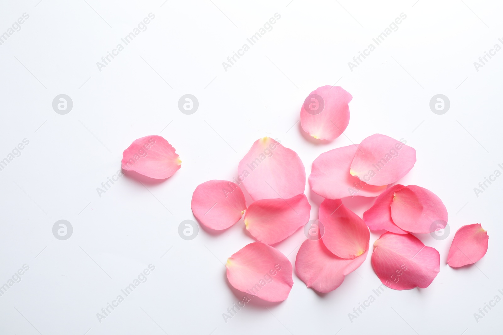 Photo of Fresh pink rose petals on white background, top view