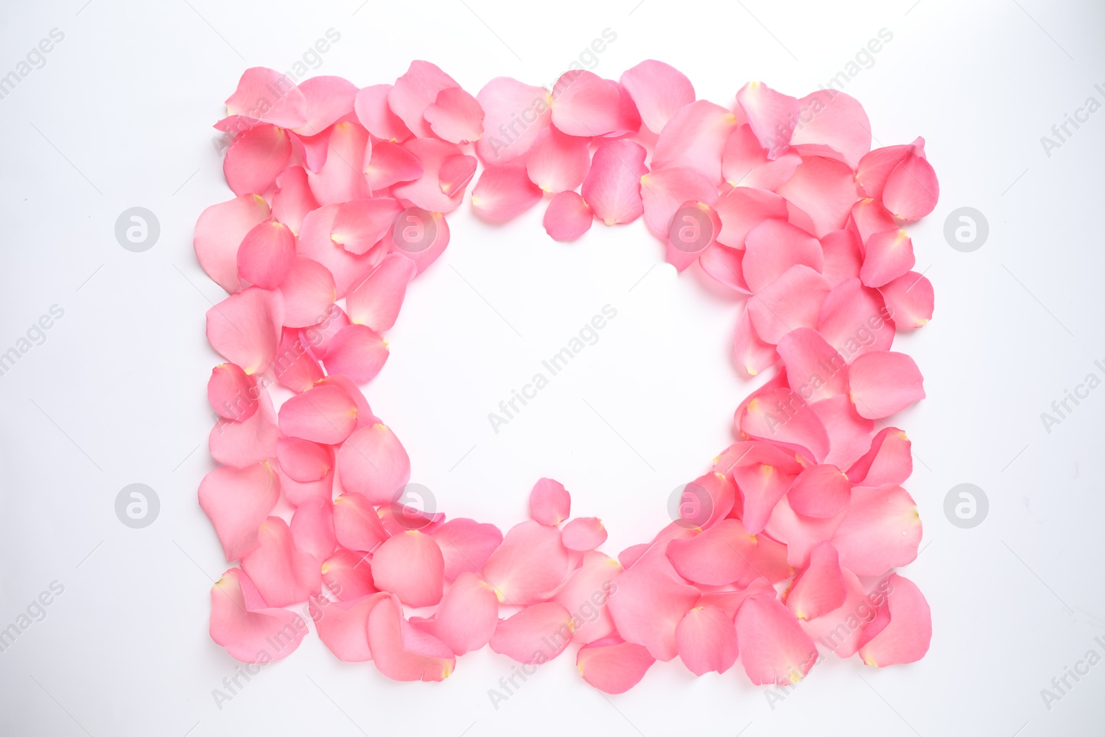 Photo of Frame made of pink rose petals on white background, top view