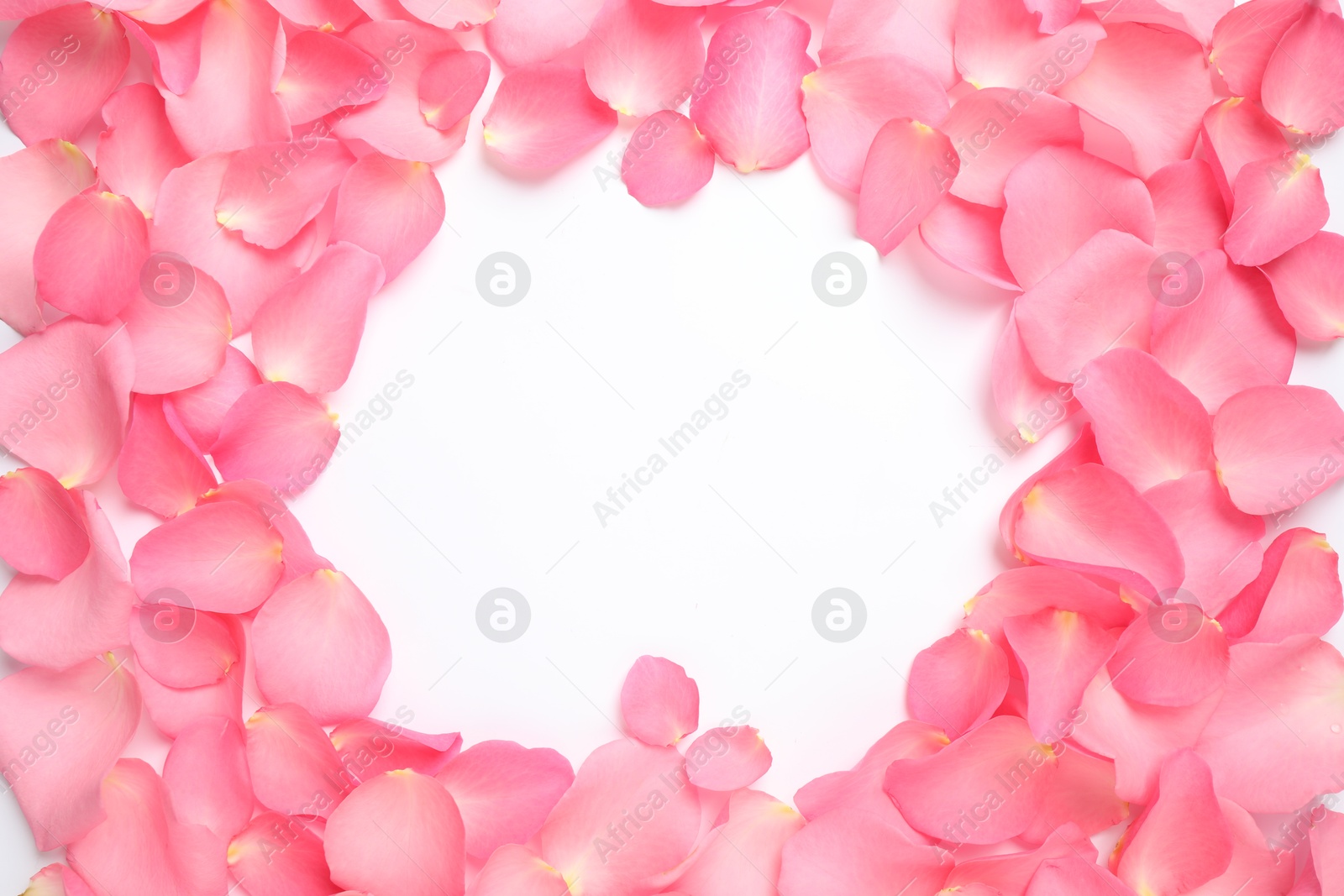 Photo of Frame made of pink rose petals on white background, top view