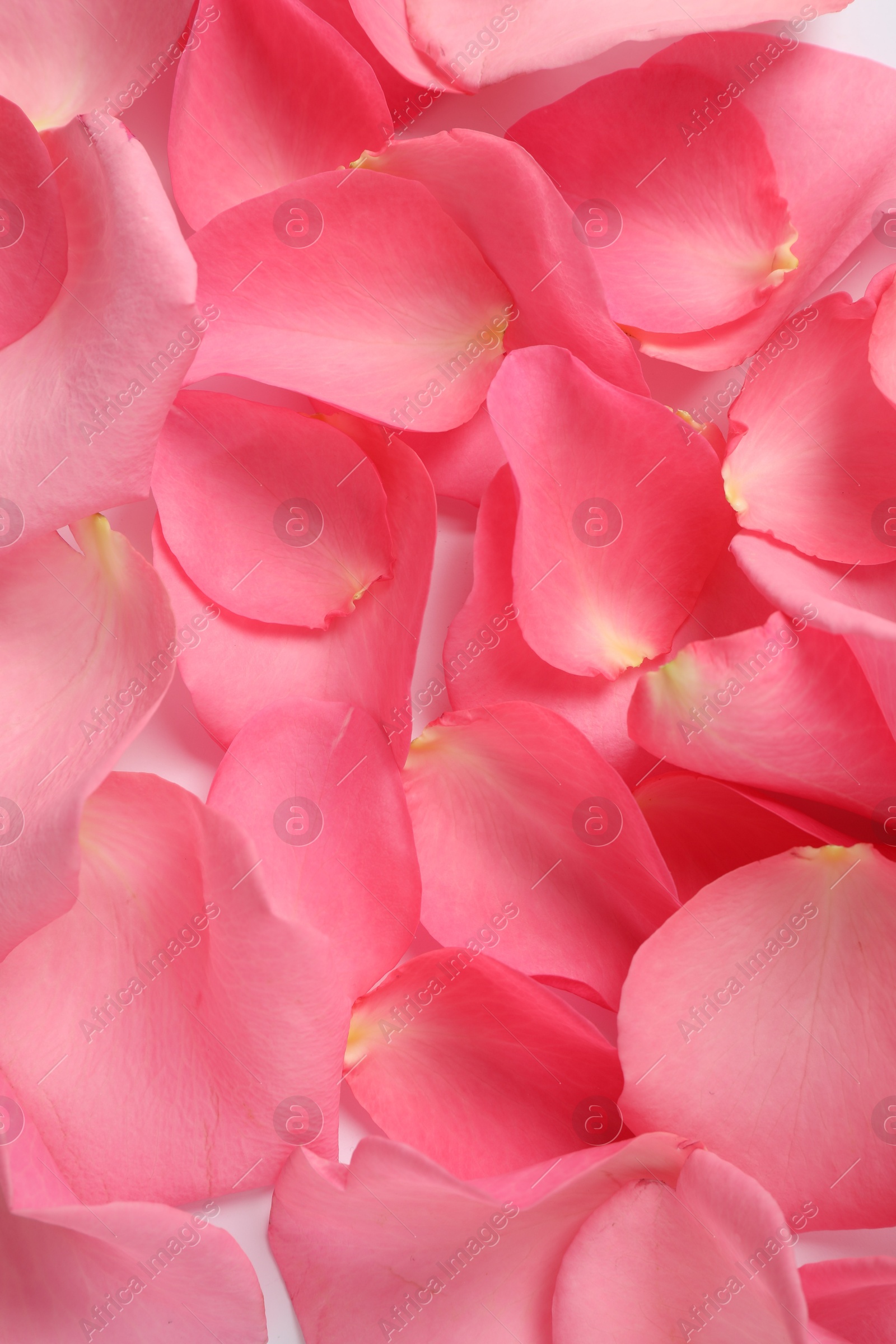 Photo of Fresh pink rose petals as background, closeup