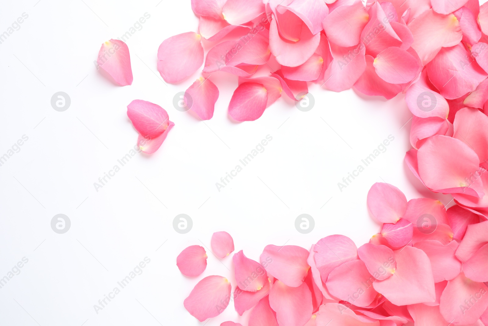 Photo of Fresh pink rose petals on white background, top view