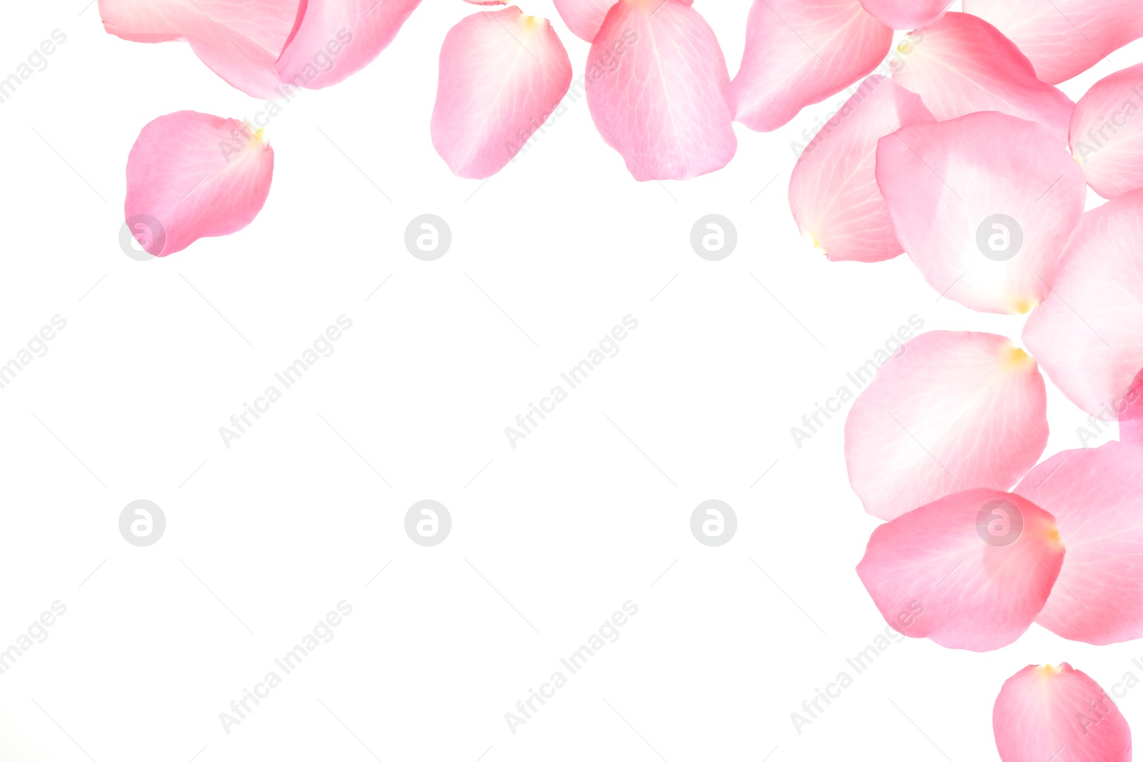 Photo of Fresh pink rose petals on white background, top view