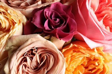 Photo of Beautiful fresh roses as background, closeup view. Floral decor