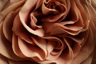 Photo of Closeup view of beautiful blooming rose as background. Floral decor