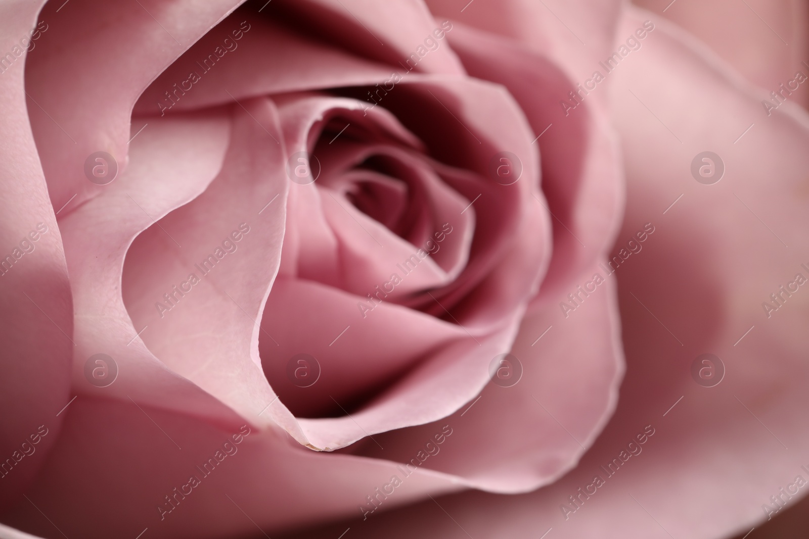 Photo of Closeup view of beautiful blooming rose as background. Floral decor