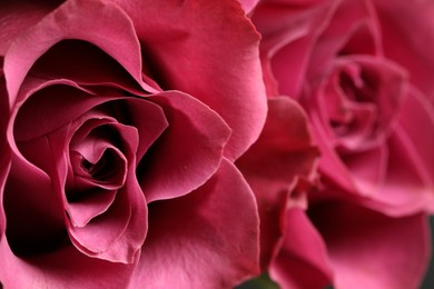 Photo of Beautiful fresh rose, closeup view. Floral decor