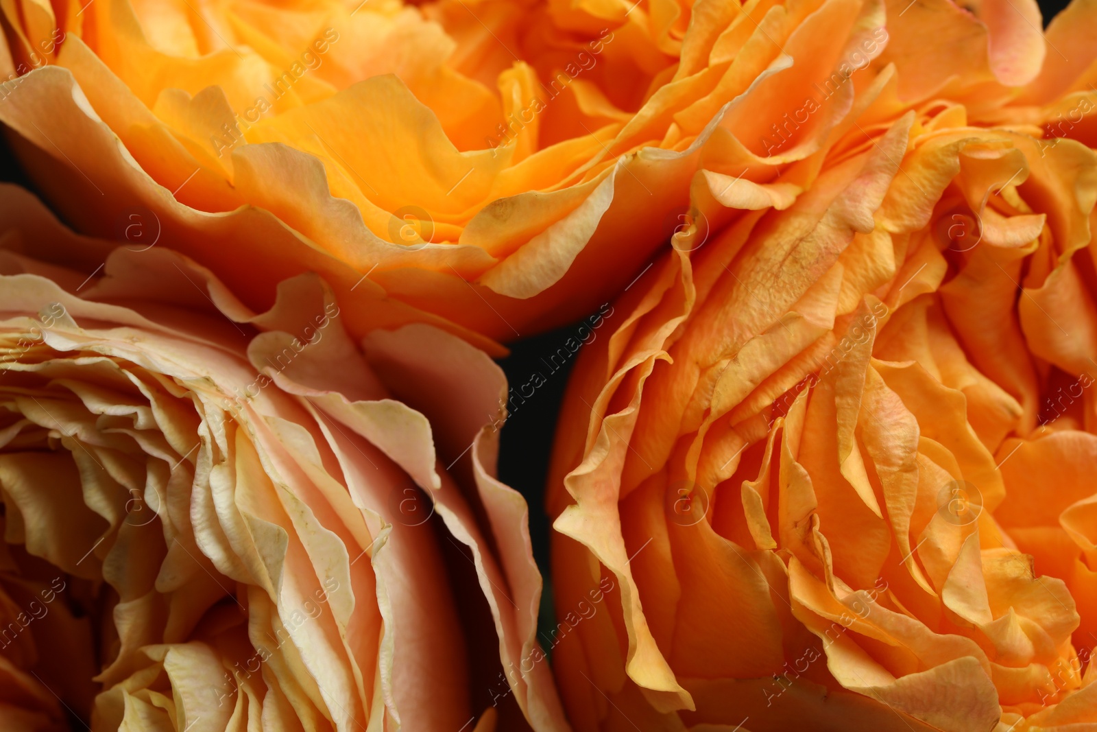 Photo of Beautiful fresh roses as background, closeup view. Floral decor