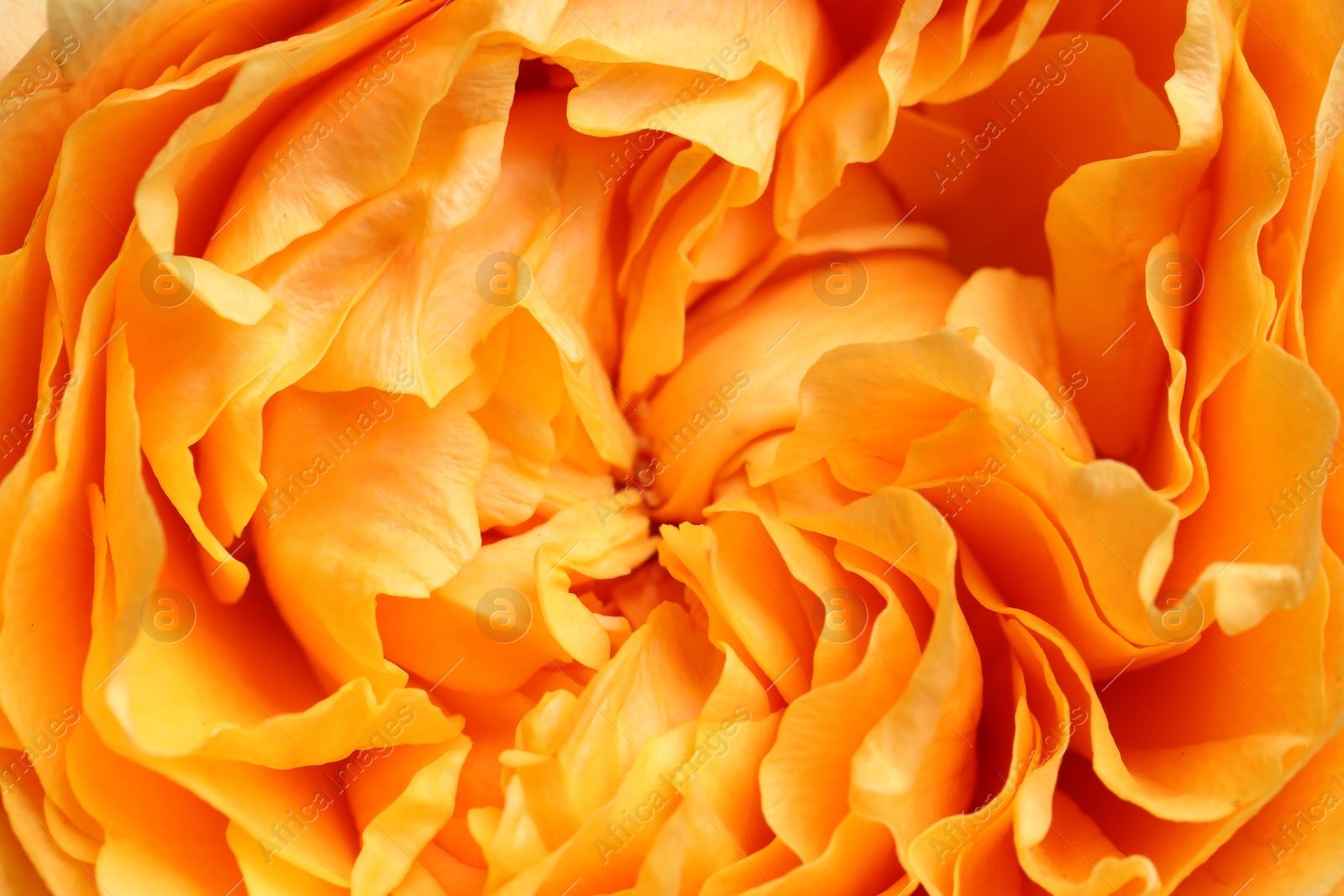 Photo of Closeup view of beautiful blooming rose as background. Floral decor