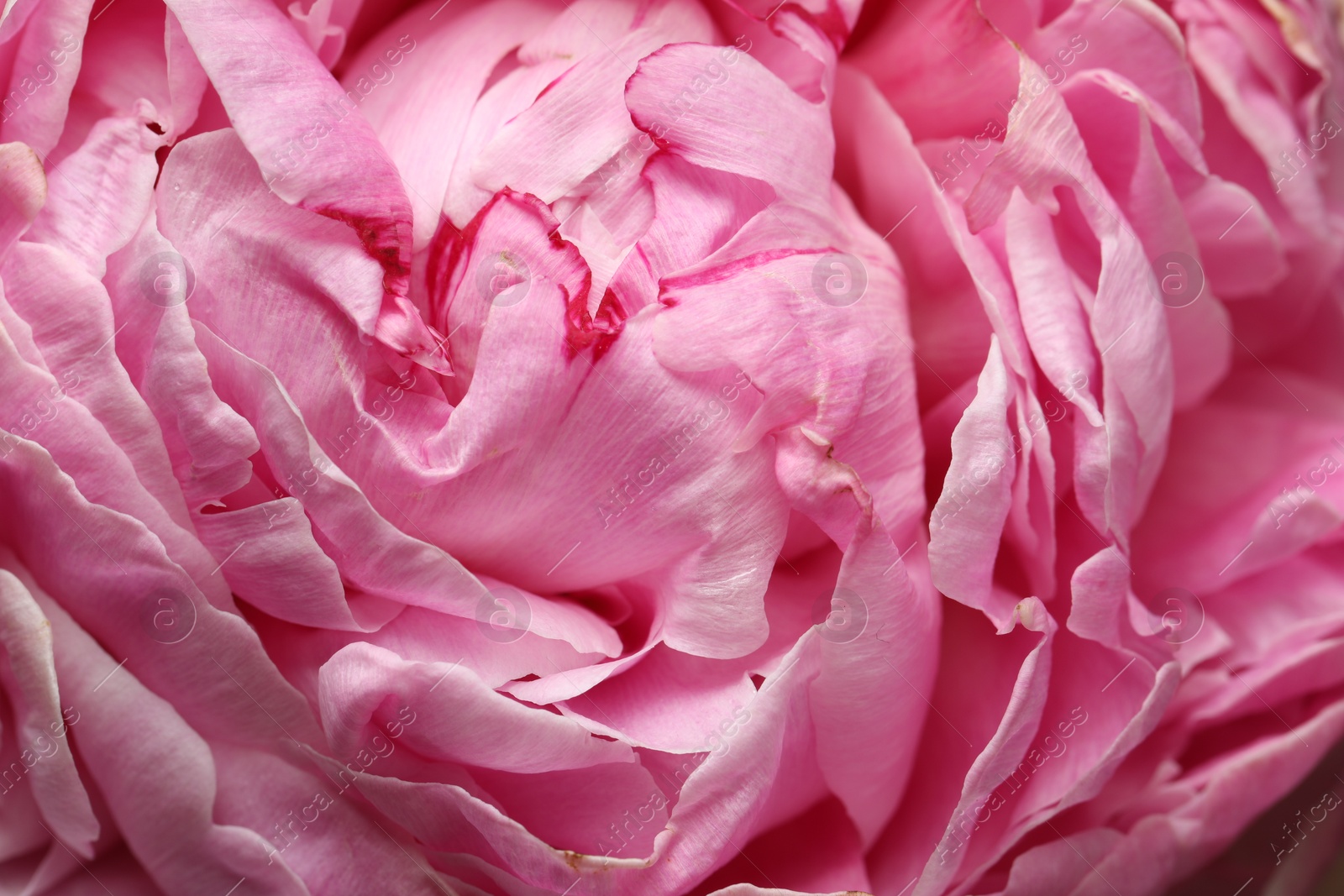 Photo of Closeup view of beautiful blooming peony as background. Floral decor