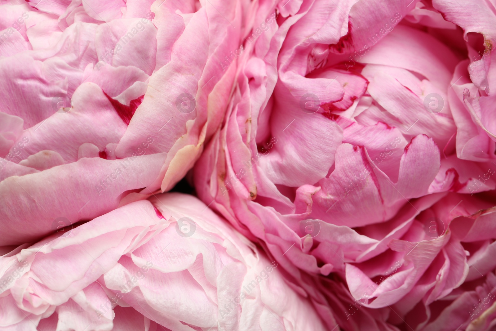 Photo of Beautiful fresh peonies as background, closeup view. Floral decor