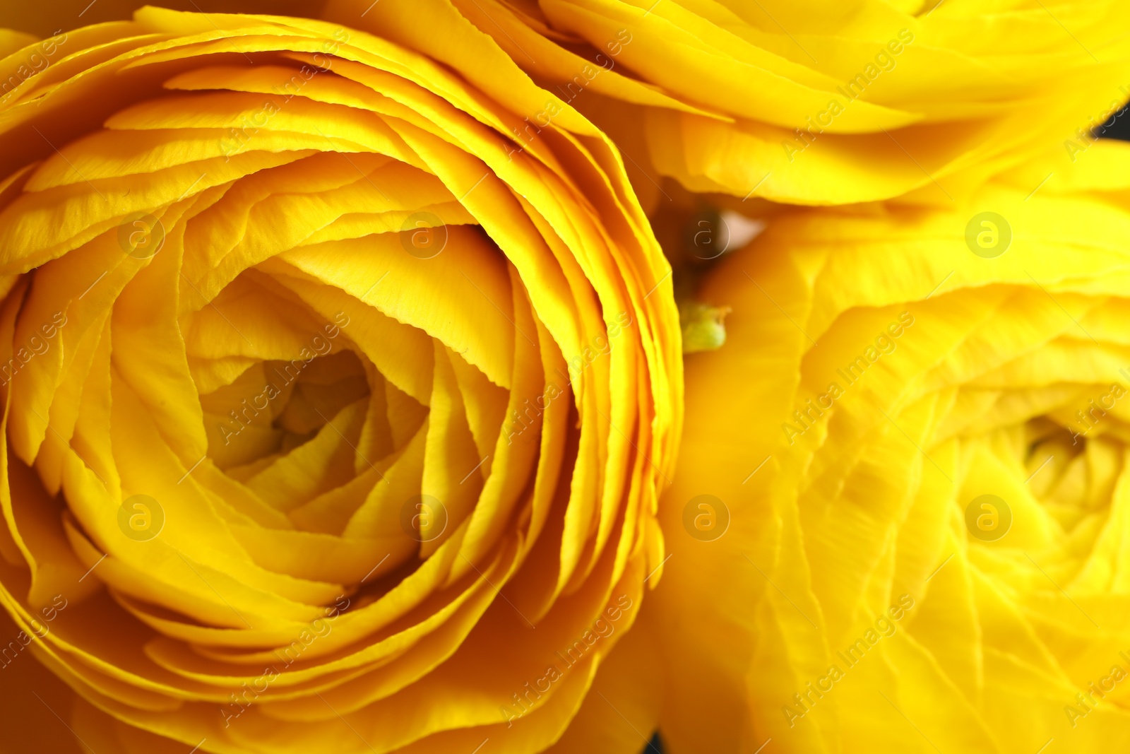 Photo of Beautiful fresh ranunculus flowers as background, closeup view. Floral decor