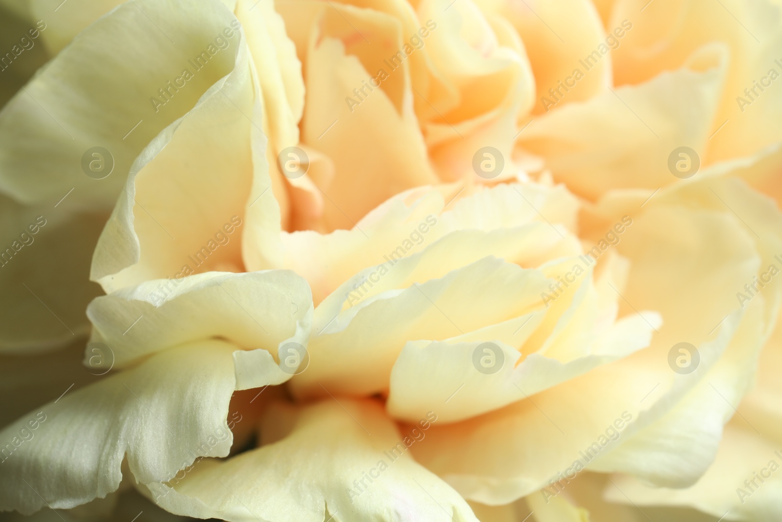 Photo of Closeup view of beautiful blooming carnation as background. Floral decor