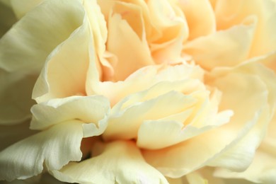 Photo of Closeup view of beautiful blooming carnation as background. Floral decor