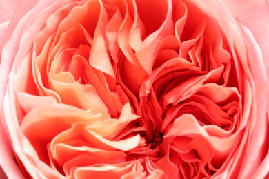 Photo of Closeup view of beautiful blooming rose as background. Floral decor