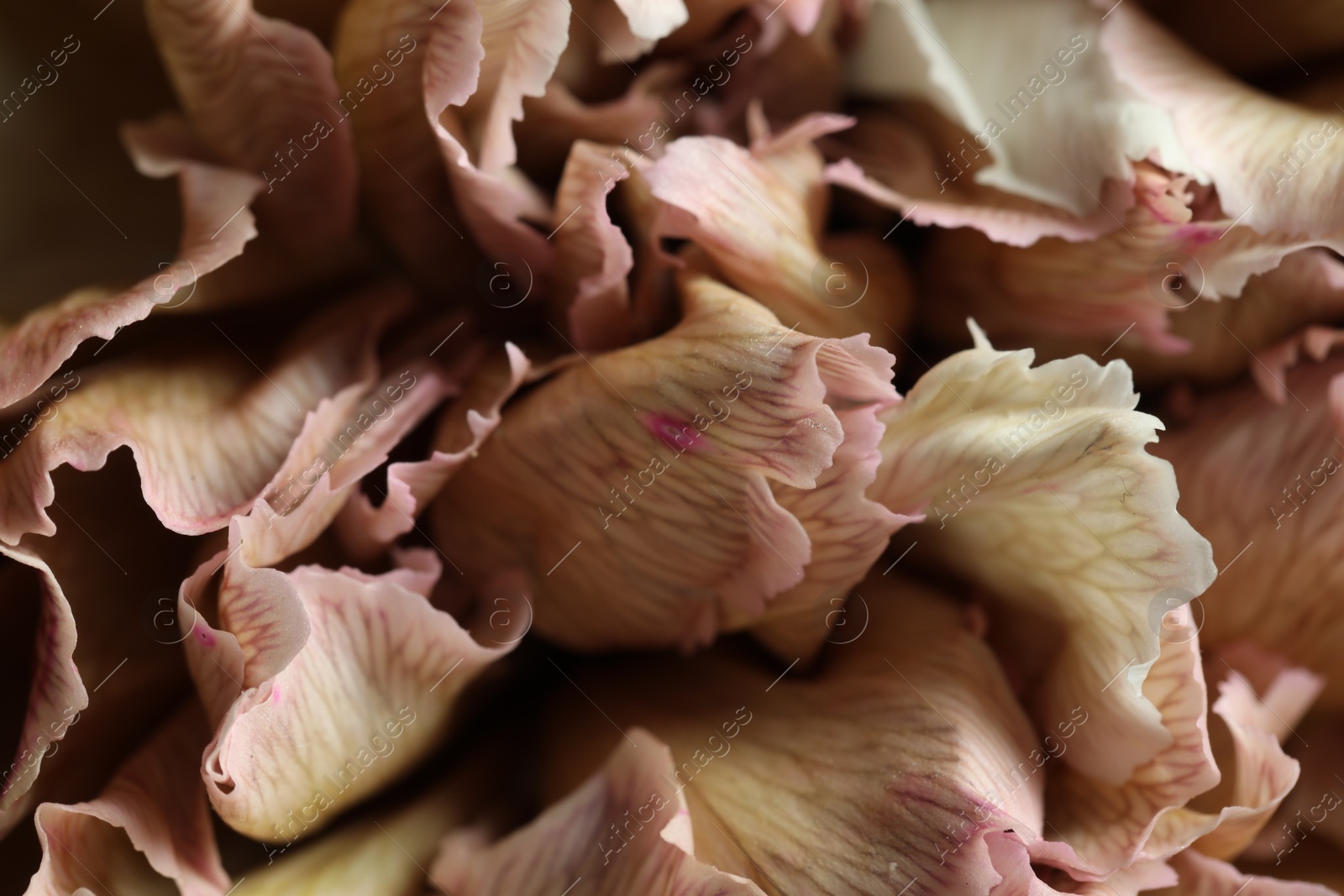 Photo of Beautiful carnation flower as background, closeup. Floral decor