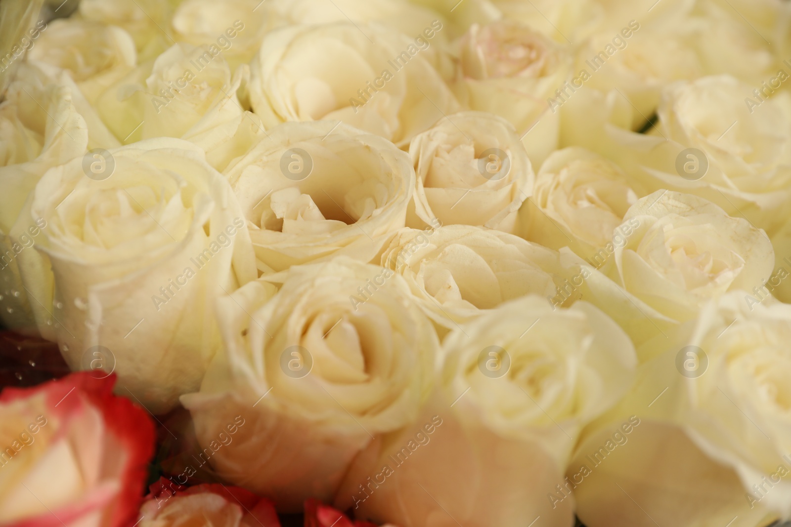 Photo of Beautiful bouquet of fresh roses, closeup. Floral decor