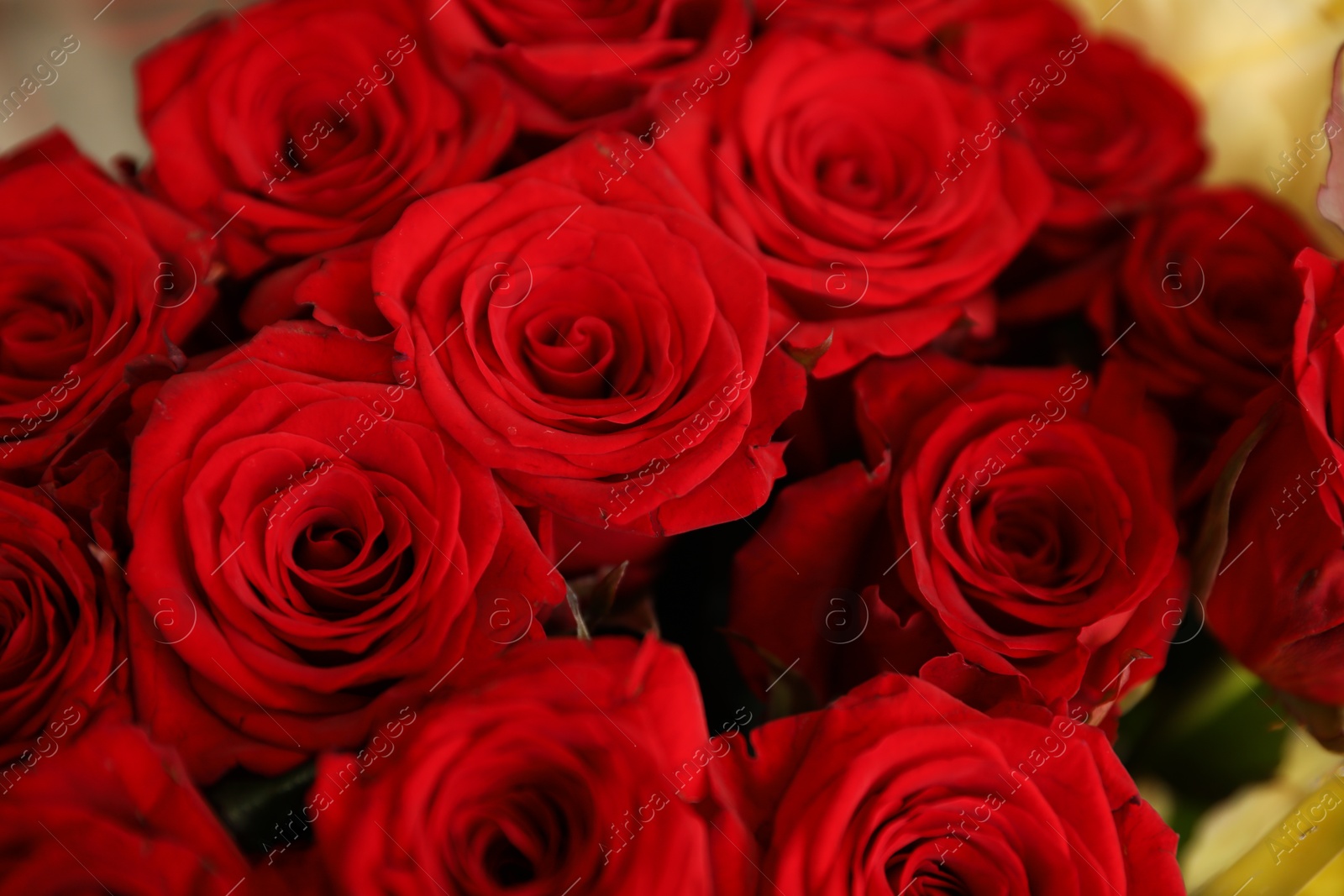 Photo of Beautiful bouquet of fresh roses, closeup. Floral decor